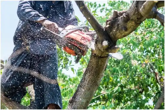 tree services Valencia